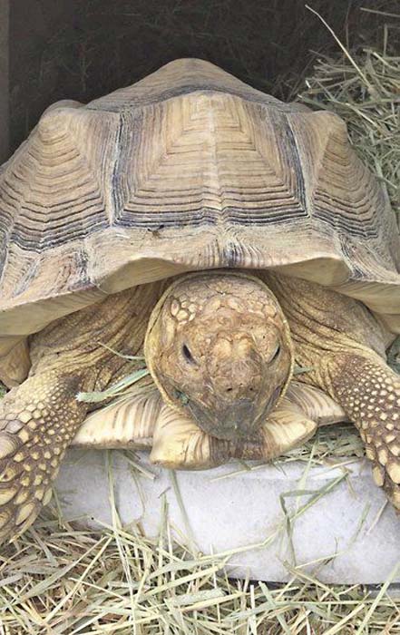 16-year-old pet tortoise shot by Indiana farmer after escaping